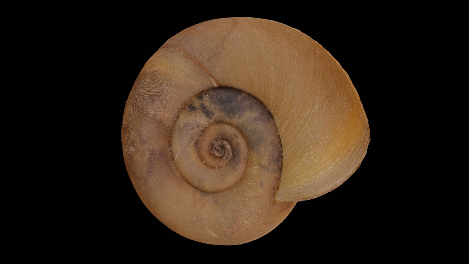 Planorbis planorbis